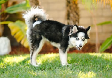 Photo : chien de race Pomsky sur Woopets