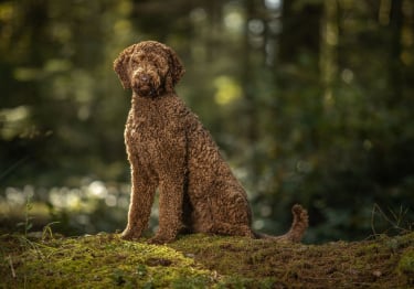 Photo : chien de race Labradoodle sur Woopets