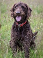 Photo : chien de race Labradoodle sur Woopets