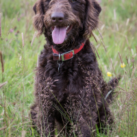 Photo de Labradoodle