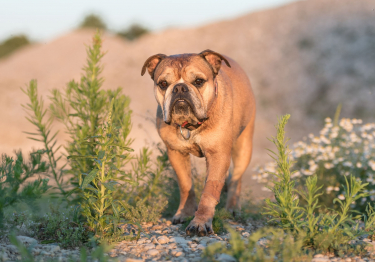 Photo : chien de race Bulldog Continental sur Woopets