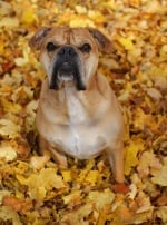 Photo : chien de race Bulldog Continental sur Woopets