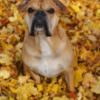 Photo de Bulldog Continental