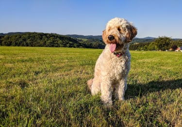 Photo : chien de race Goldendoodle sur Woopets