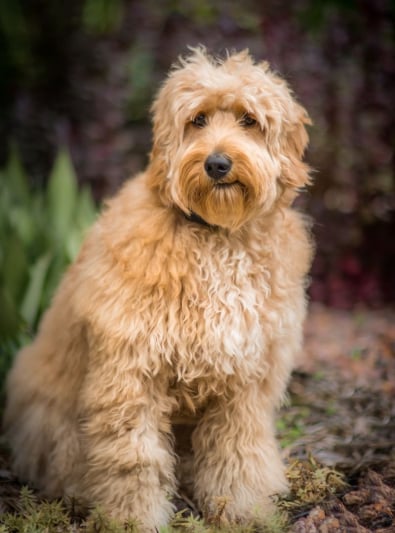 Photo : chien de race Goldendoodle sur Woopets