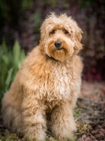 Photo : chien de race Goldendoodle sur Woopets