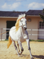Photo : cheval de race Lusitanien sur Woopets