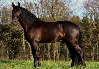 Photo : cheval de race Trotteur Français sur Woopets