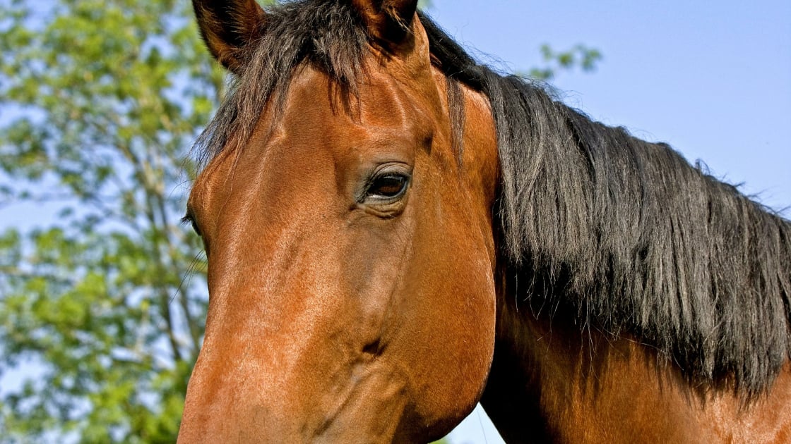 Trotteur Français