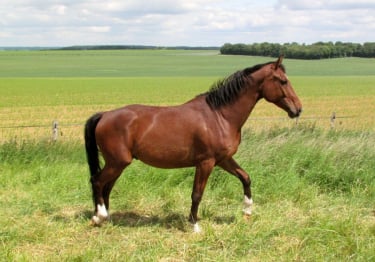 Photo : cheval de race Selle Français sur Woopets