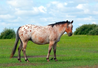 Photo : cheval de race Appaloosa sur Woopets