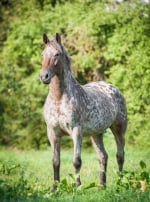 Photo : cheval de race Appaloosa sur Woopets