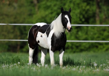 Photo : cheval de race Paint Horse sur Woopets