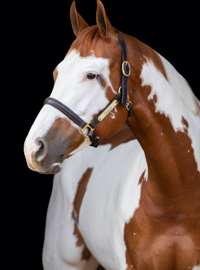 Photo : cheval de race Paint Horse sur Woopets