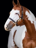 Photo : cheval de race Paint Horse sur Woopets