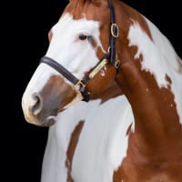 Photo de Paint Horse