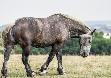 Photo : cheval de race Percheron sur Woopets