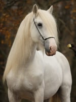 Photo : cheval de race Percheron sur Woopets