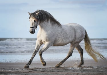 Photo : cheval de race Pure Race Espagnole (PRE) sur Woopets