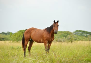 Photo : cheval de race Quarter Horse sur Woopets