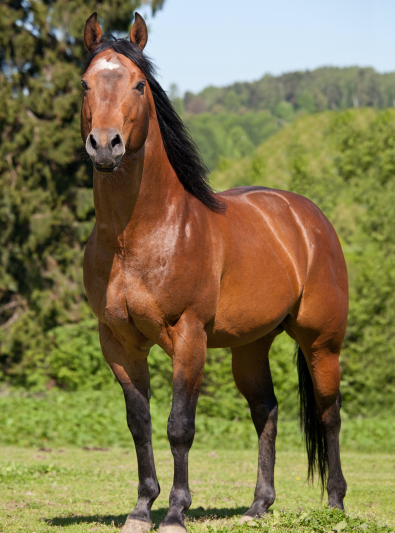 Photo : cheval de race Quarter Horse sur Woopets