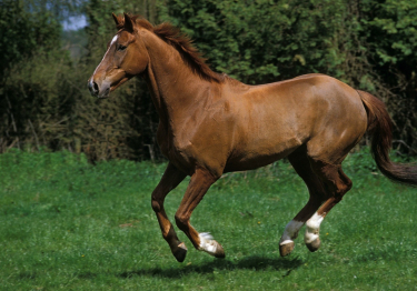 Photo : cheval de race Anglo-Arabe sur Woopets