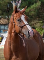 Photo : cheval de race Anglo-Arabe sur Woopets