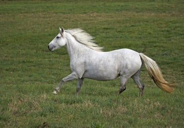 Photo : cheval de race Connemara sur Woopets