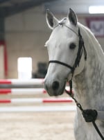 Photo : cheval de race Connemara sur Woopets