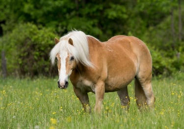 Photo : cheval de race Haflinger sur Woopets