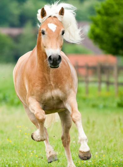 Photo : cheval de race Haflinger sur Woopets