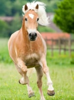 Photo : cheval de race Haflinger sur Woopets