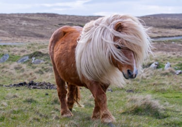 Photo : cheval de race Shetland sur Woopets