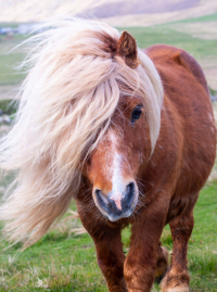 Poney Shetland : caractère, origine, santé et alimentation de ce