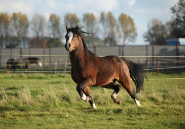 Photo : cheval de race Welsh sur Woopets