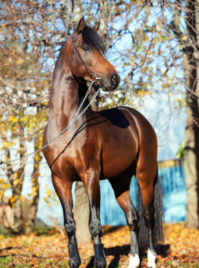 Photo : cheval de race Welsh sur Woopets