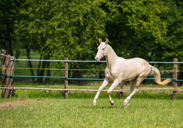 Photo : cheval de race Akhal-Teke sur Woopets