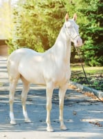 Photo : cheval de race Akhal-Teke sur Woopets