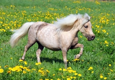 Photo : cheval de race Falabella sur Woopets