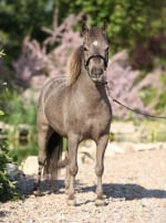 Photo : cheval de race Falabella sur Woopets