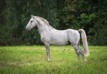 Photo : cheval de race Lipizzan sur Woopets