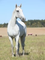 Photo : cheval de race Lipizzan sur Woopets