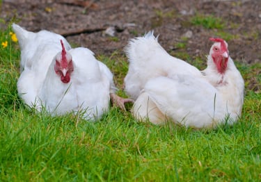 Photo : poule de race Poule Gâtinaise sur Woopets