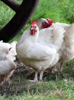 Photo de poule Poule Gâtinaise