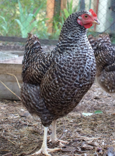 Photo : poule de race Poule Coucou de Rennes sur Woopets