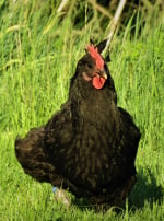 Photo : poule de race Poule Géline de Touraine  sur Woopets