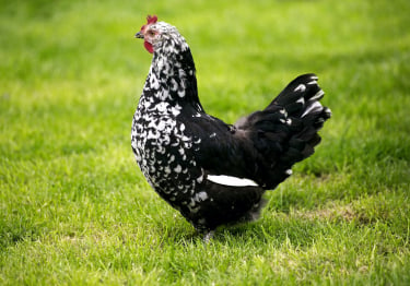 Photo : poule de race Poule Gournay  sur Woopets