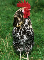 Photo de poule Poule Gournay 