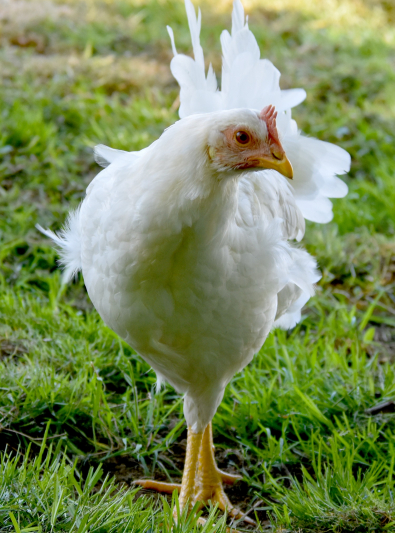 Photo : poule de race Poule Leghorn  sur Woopets