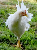 Photo de poule Poule Leghorn 